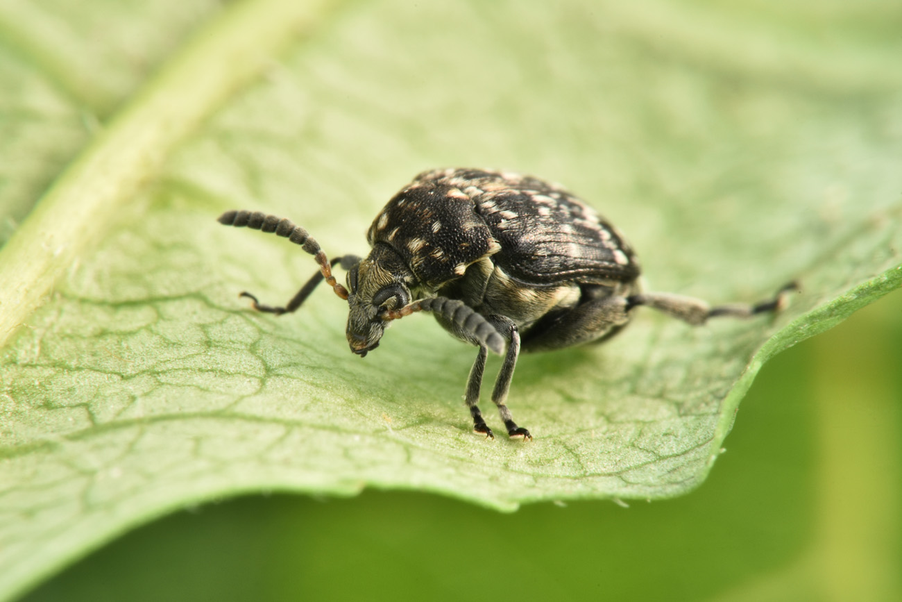 Chrysomelidae Bruchinae: femmina di Bruchus viciae